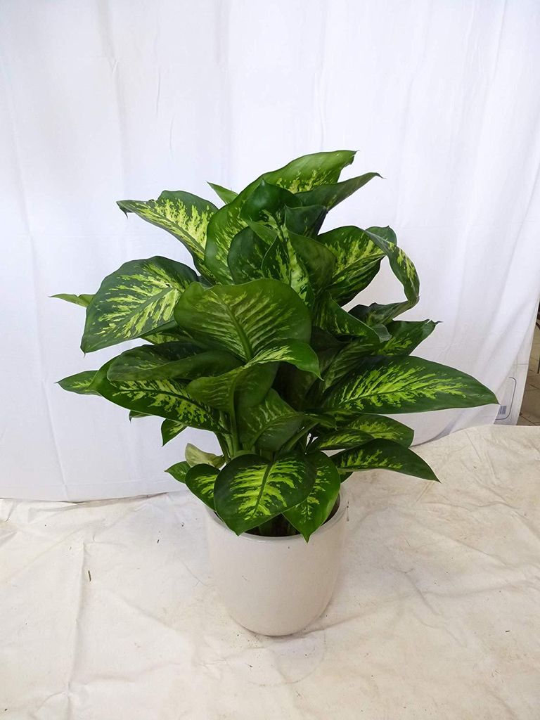 [Palmenlager] XL Dieffenbachia Tropic Snow 100 cm- Pot 21 Produktbild 