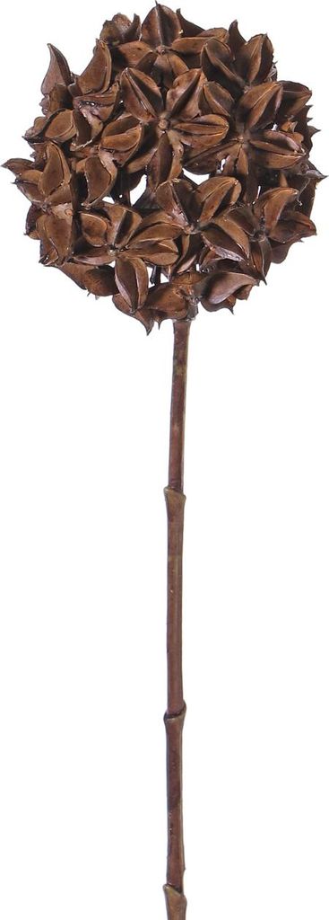 INNA-Glas Trockenblume Sternaniszweig CATBERT, braun, 70cm, Ø10cm - Deko Blumen