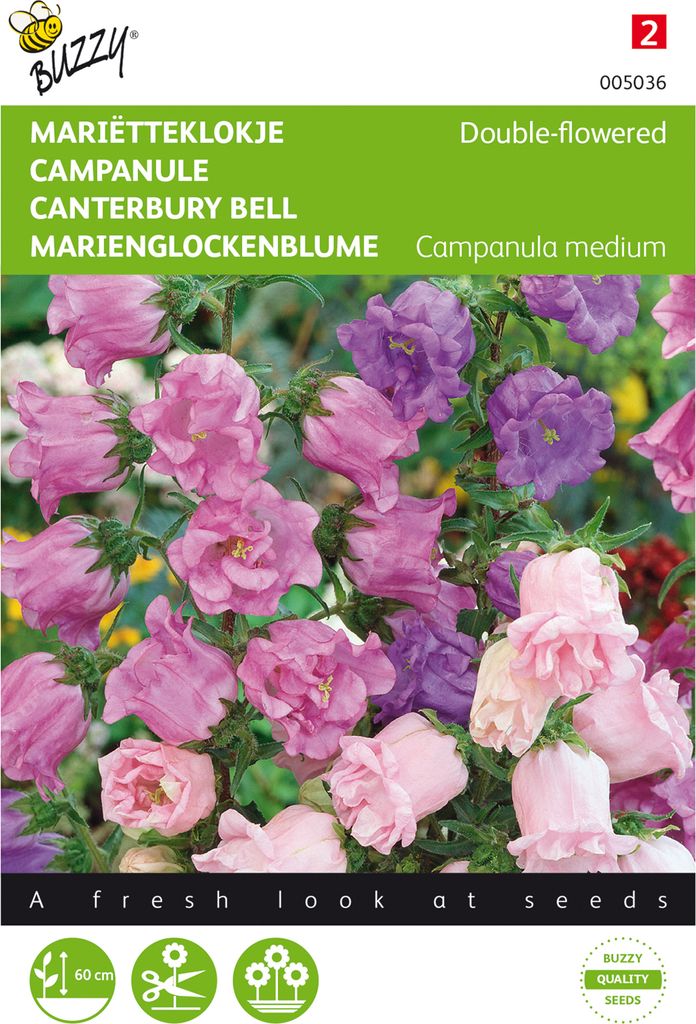 Marien-Glockenblume Gefüllte Mischung | Glockenblumensamen von Buzzy Seeds