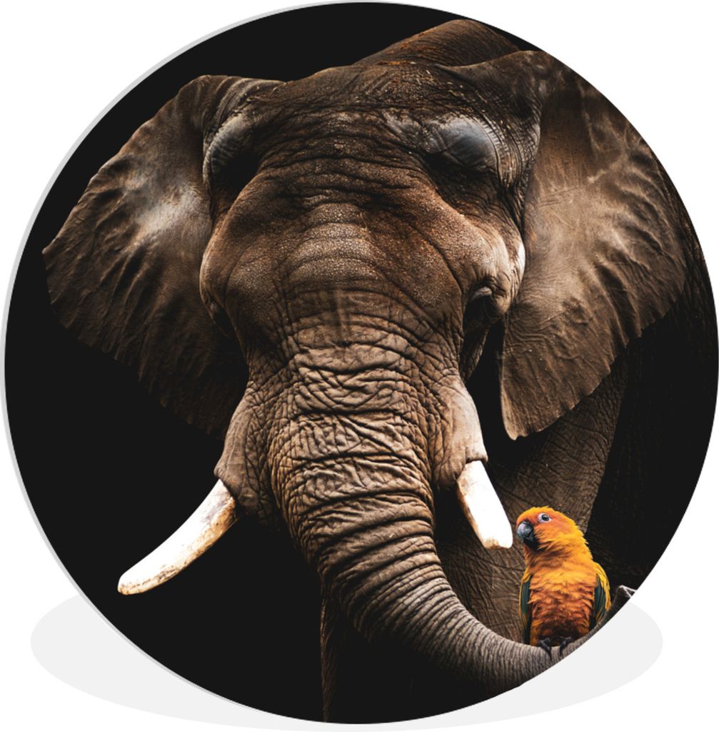 MuchoWow Rundes Wandbild - Runde Bilder Elefant - Papagei - Zähne Ø 60 cm Kreis Wanddekoration Kunststoff - Wandkreis - Wandschmuck - Wand Krei...