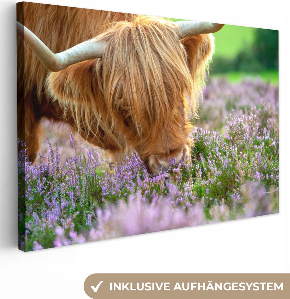 OneMillionCanvasses - Leinwandbilder - 140x90 cm, Schottische Hochlandrind - Gras - Heidekraut - Tiere, Wandbilder Kunstdruck Wanddekoration