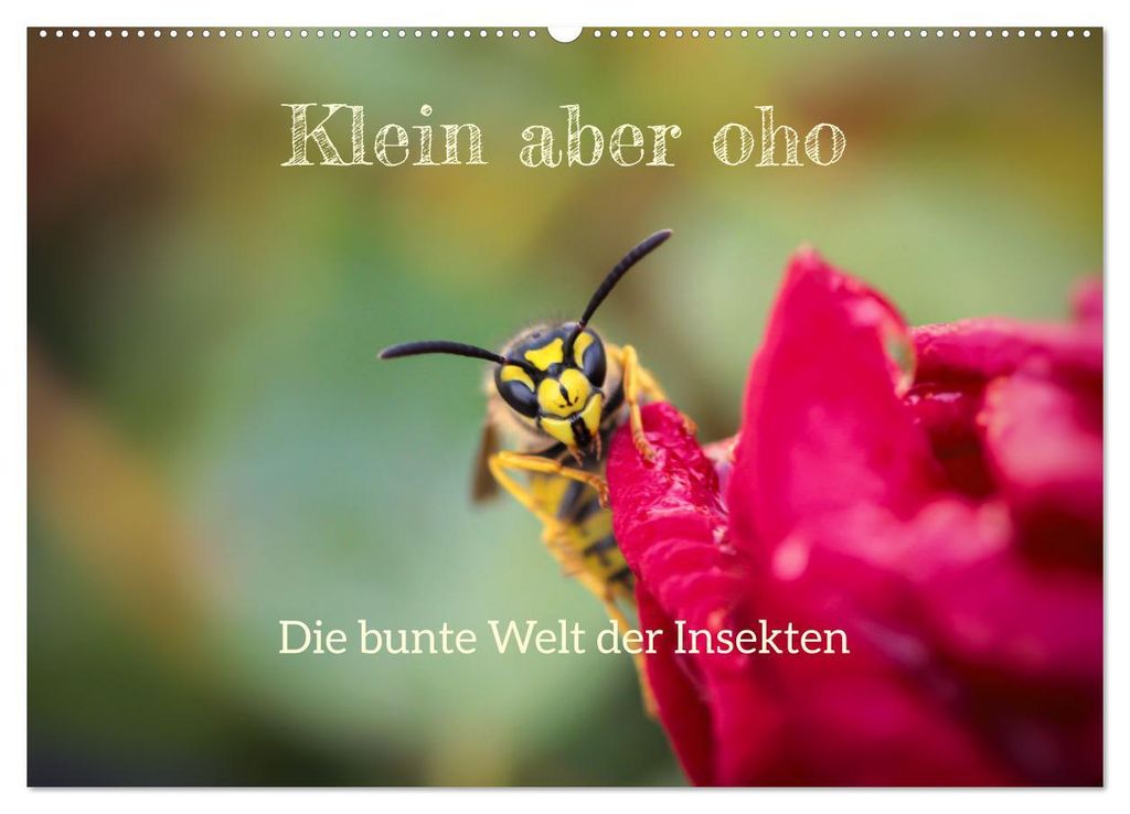 Klein aber oho. Die bunte Welt der Insekten (Wandkalender 2027 DIN A2 quer), CALVENDO Monatskalender