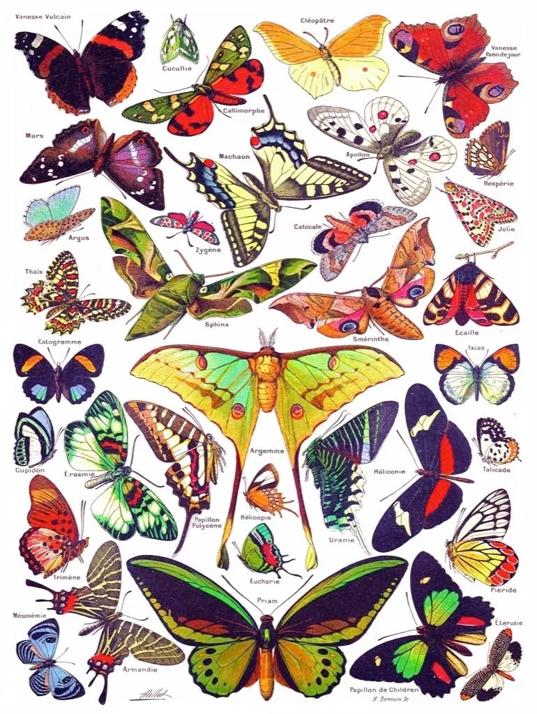 Puzzle 1000 pièces Papillons pour moment de détente et activité calme