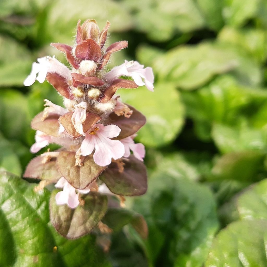 6 x Kriechender Günsel - Ajuga reptans 'Rosea' | Topf 9cm x 9cm