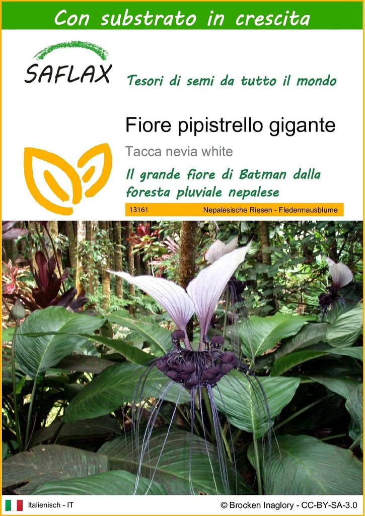 SAFLAX  - Fiore pipistrello gigante - 10 semi - Con Immagine del prodotto 