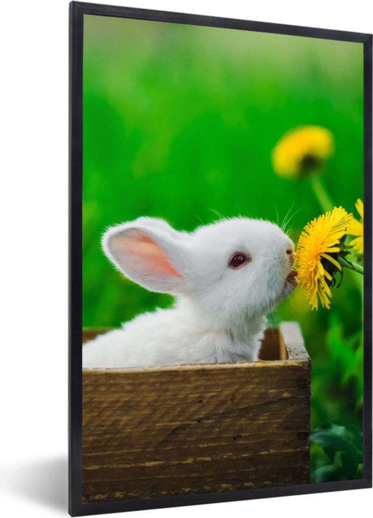 MuchoWow Gerahmtes Poster Kaninchen - Löwenzahn - Gras 40x60 cm - Poster mit Schwarzem Bilderrahmen Wandposter Rahmen Foto Bilder - Papierdruck ...