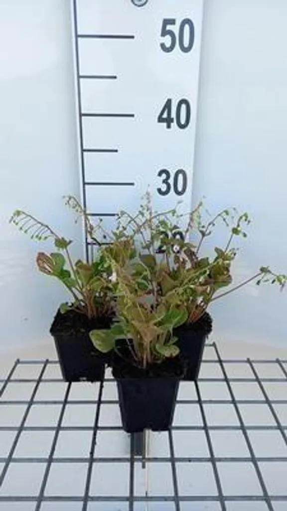 Montia sibirica vivace couvre-sol : 6 plantes en pots pour l'ombre