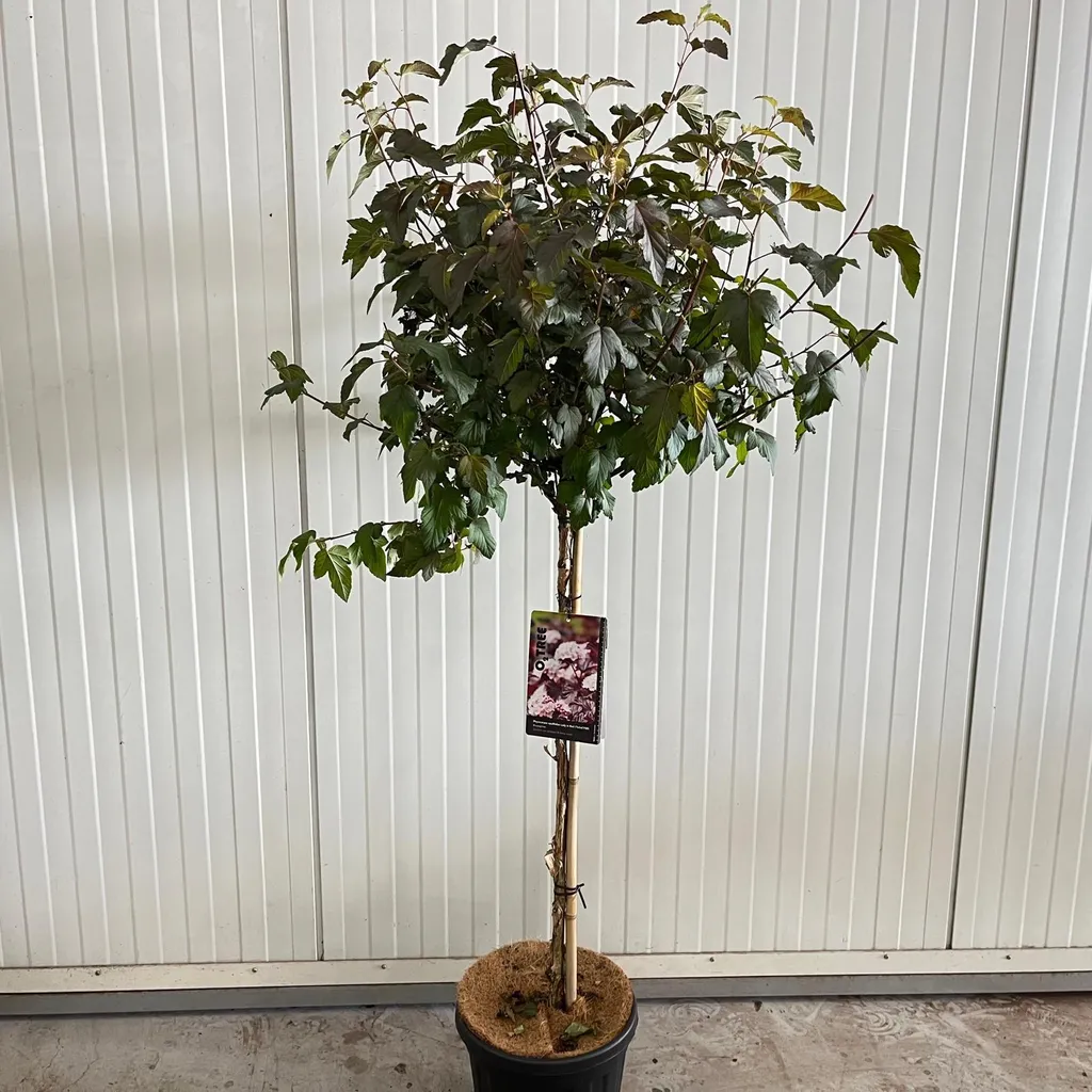 Haie colorée : Physocarpus Lady in Red PBR rouge intense - Pot 90cm