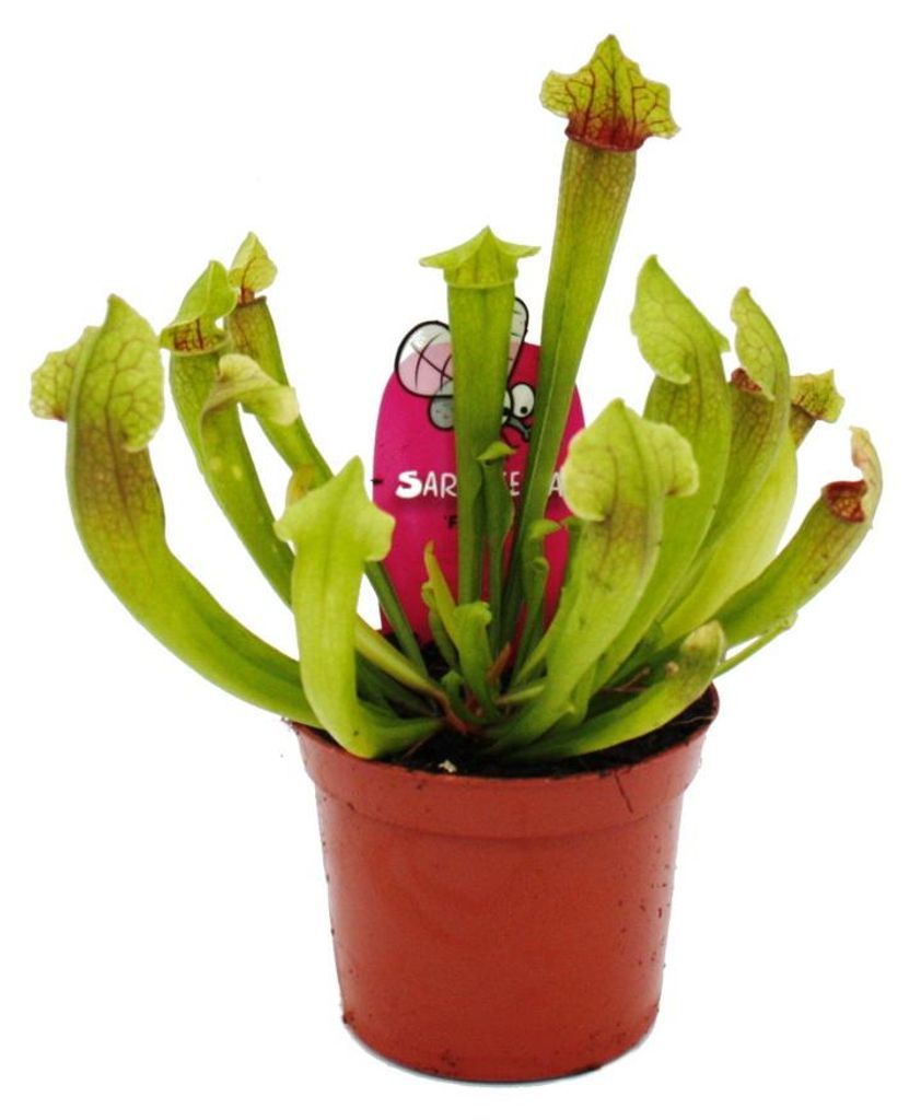 Trubkovitá rostlina - Sarracenia "Fiona" - Masožravá Obrázek produktu 