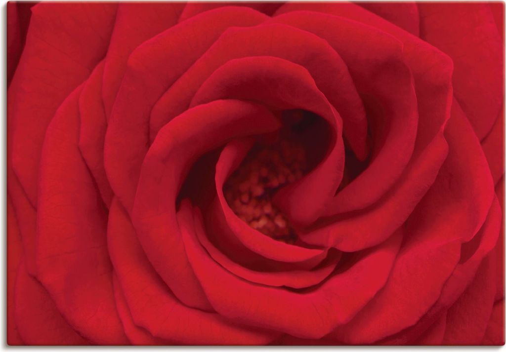 ARTland Leinwandbild Rote Rose Größe: 100x70 cm