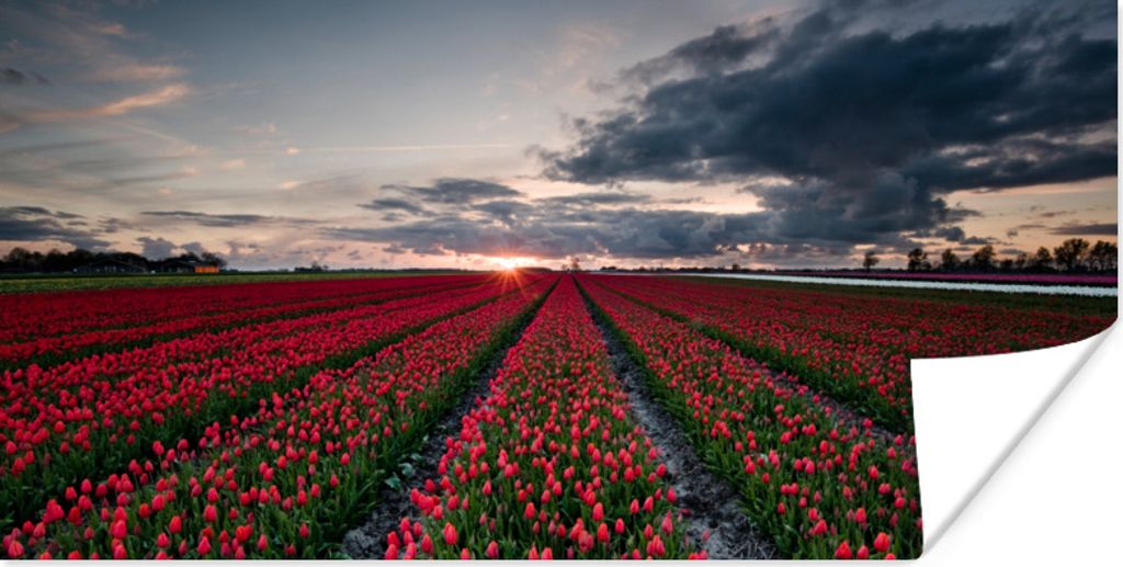 MuchoWow Poster Ein rotes Tulpenfeld im Nordosten der Niederlande 150x75 cm - ohne Rahmen