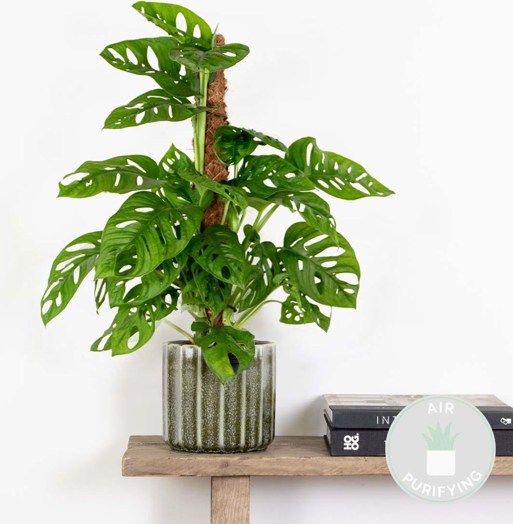wie groß werden monstera Monstera Pertusum (Fensterblatt) kaufen? | Alfredo main image 1