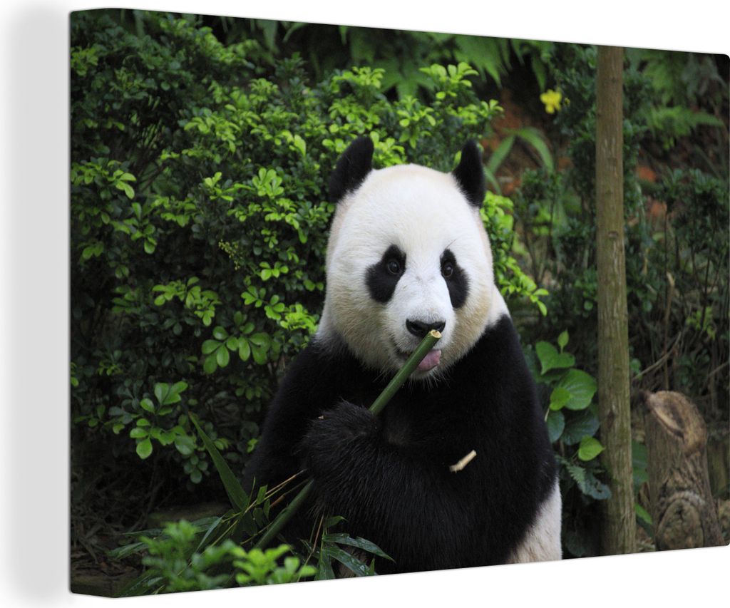 OneMillionCanvasses - Leinwandbilder - 140x90 cm, Panda - Bambus - Wald, Wandbilder Kunstdruck Wanddekoration