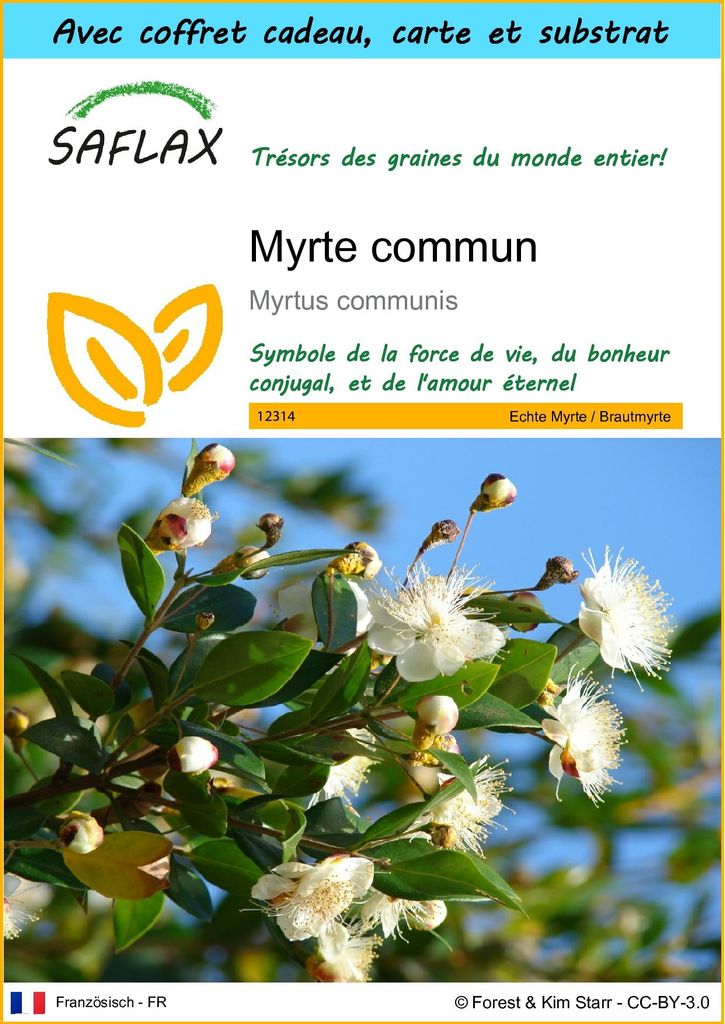 SAFLAX Ensemble-cadeau - Myrte commun - 30 graines - Myrtus Image du produit 