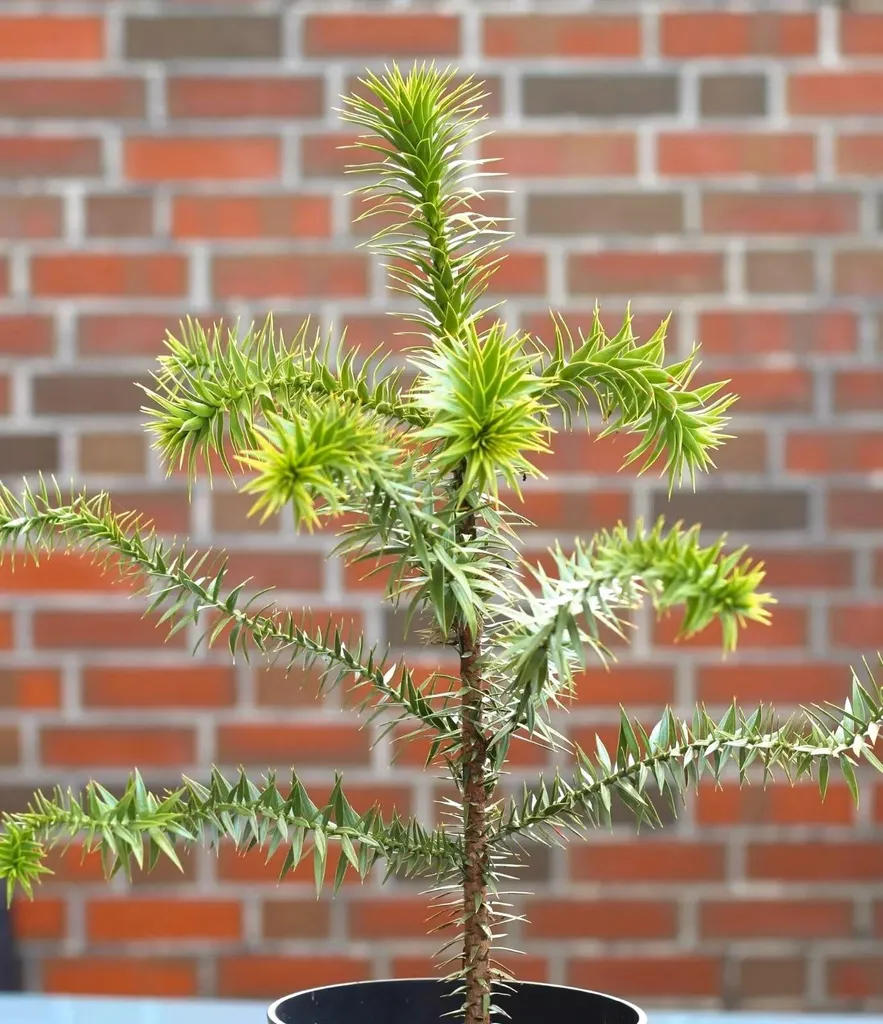 Araucaria Araucana idéal pour jardin sec - Sapin du Chili 40-50cm