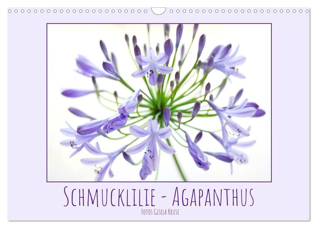 Schmucklilie - Agapanthus (Wandkalender 2027 DIN A3 quer), CALVENDO Monatskalender