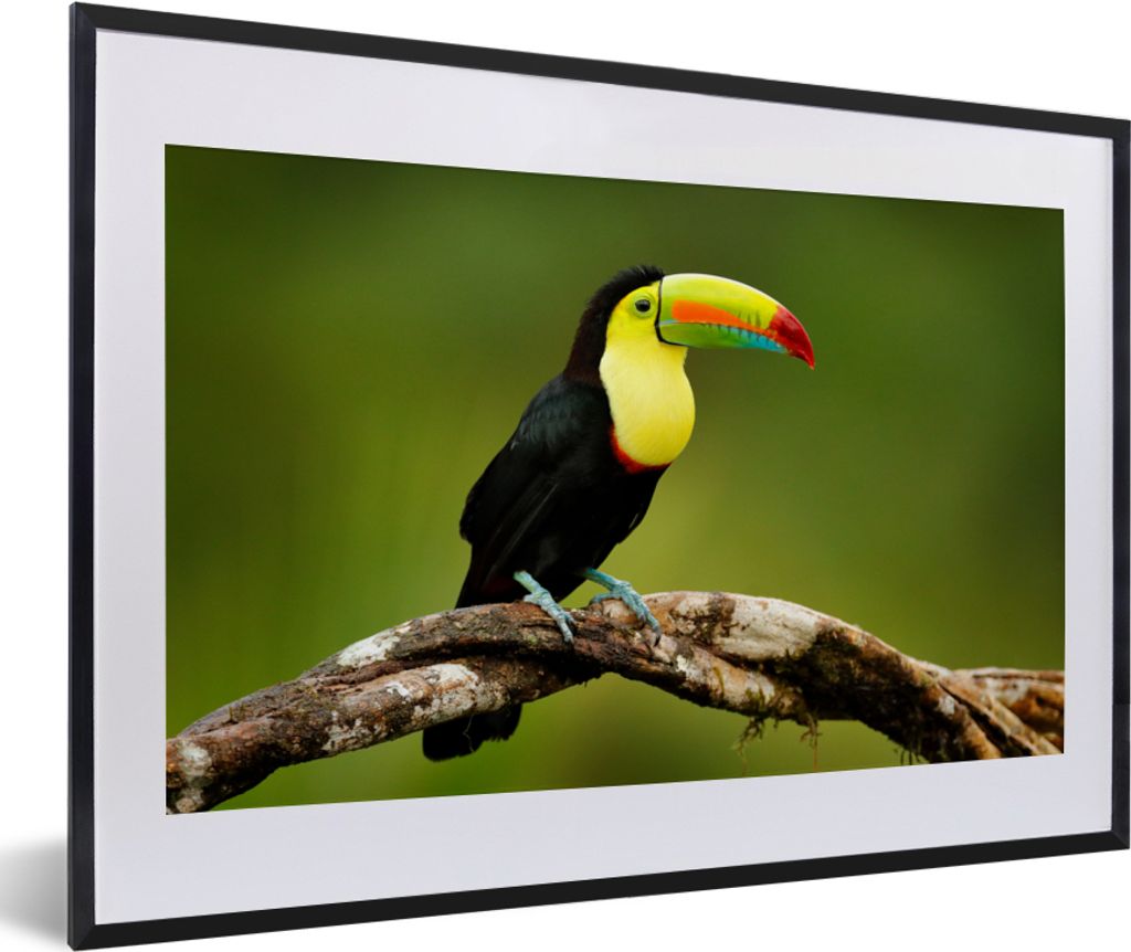 MuchoWow® Gerahmtes Poster Vogel - Tukan - Regenbogen - Produktbild 