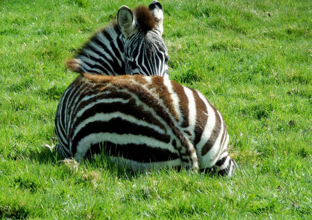 hansepuzzle 83071 - Zebra Puzzle, 260 Teile, Natur, 41,0 x 28,0cm mit hochwertiger Aufbewahrung, Kartonbox und wiederverschließbarem Beutel