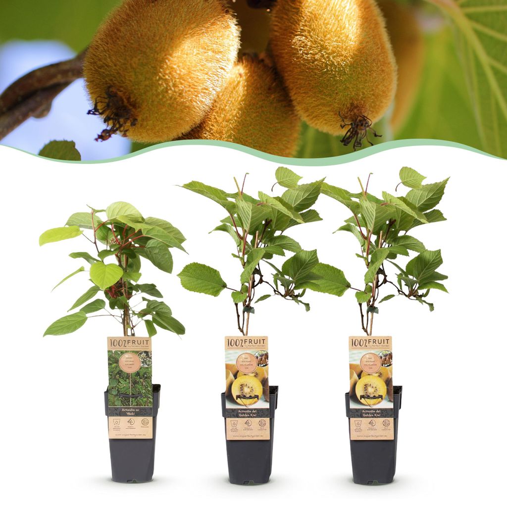 Actinidia Weiki & Golden Kiwi - Pianta di kiwi - 1 Maschio Immagine del prodotto 