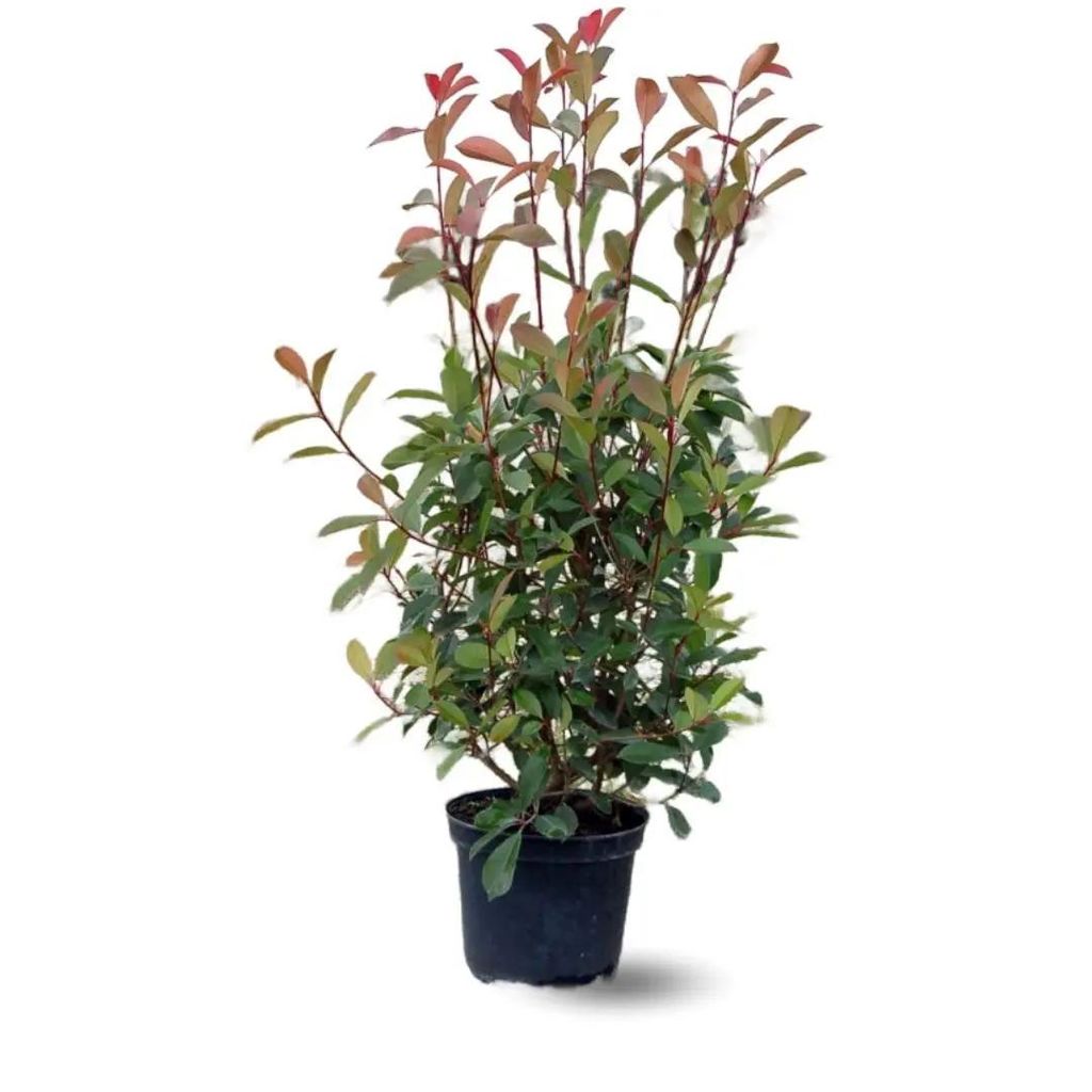 Photinia red robin - plantes de haies - ↕ 100-120 cm - ⌀ 22 Image du produit 