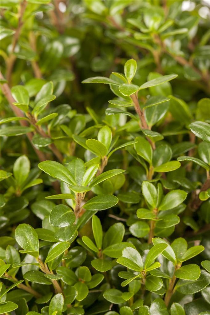 Berg-Ilex 'Glorie Gem' Ilex crenata 'Glorie Gem' Kugel C 7,5 30- 40
