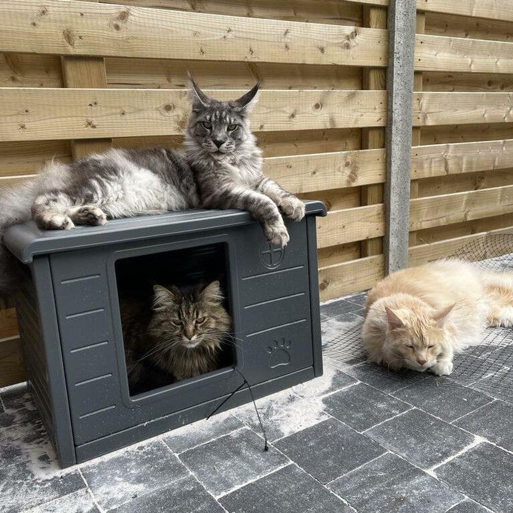 RHRQuality Casa per gatti - Villa de Luxe – Per interni ed Immagine del prodotto 