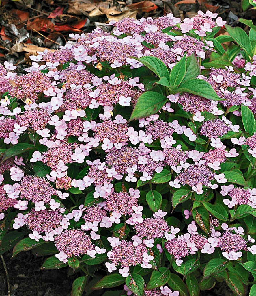 BALDUR Garten Zwerg-Hortensien 'Lace Delight', Hydrangea serrata, 1 Pflanze, Gartenhortensie Bodendecker winterhart, Wasserbedarf gering, für Stan...