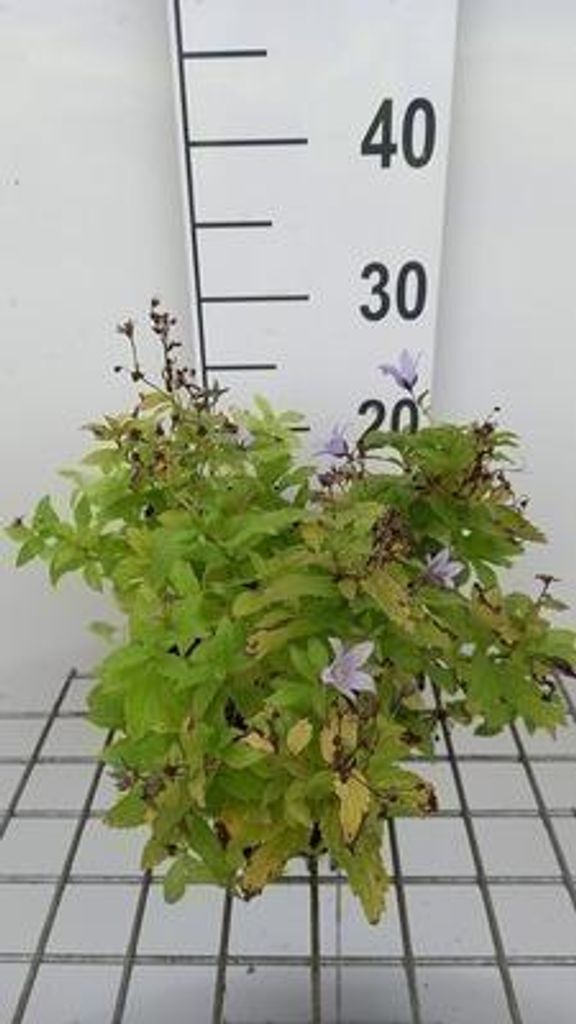 6 x Campanula lact. 'Senior' - Bergminze - Topf 9 x 9 cm