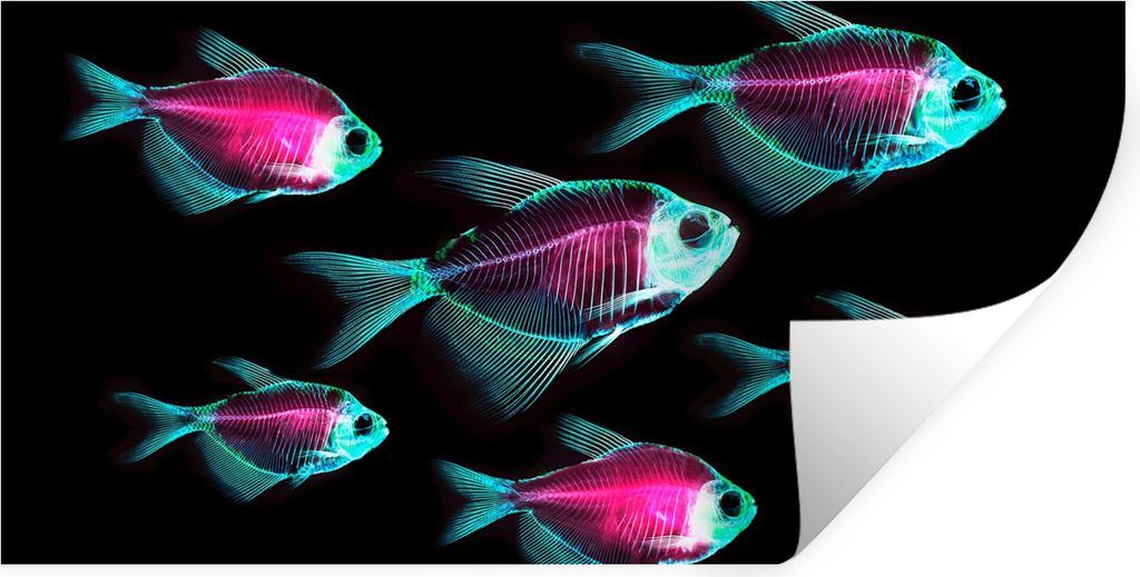 MuchoWow Wandtattoo Wandsticker Wandaufkleber Fisch - Lila - Blau 160x80 cm Selbstklebend und Repositionierbar - Sticker - Dekorfolie