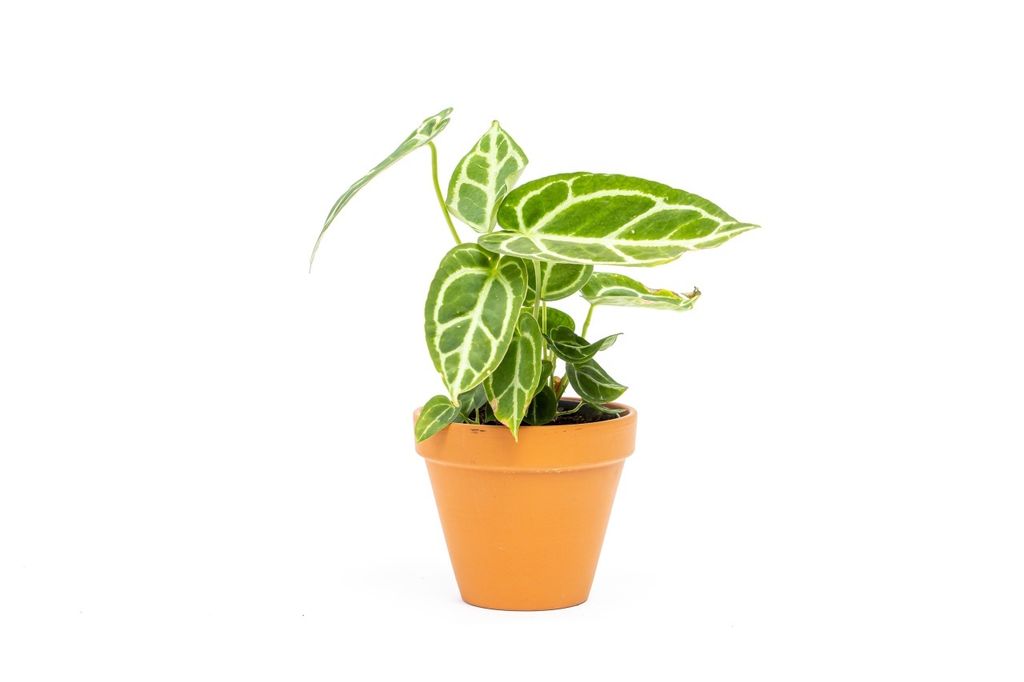 Gardners Anthurium Crystallinum, priemer 12 cm Obrázok produktu 