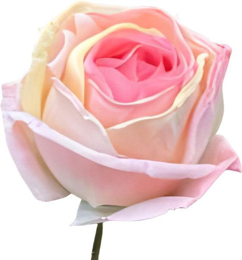 Einzelne klassische Kunstblume in Rosa
