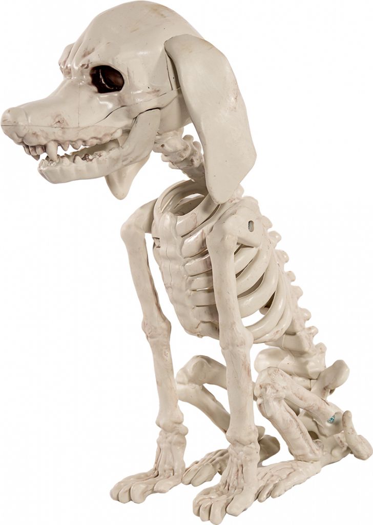 Pudel Hundeskelett als Halloween Dekoration 25 cm Produktbild 