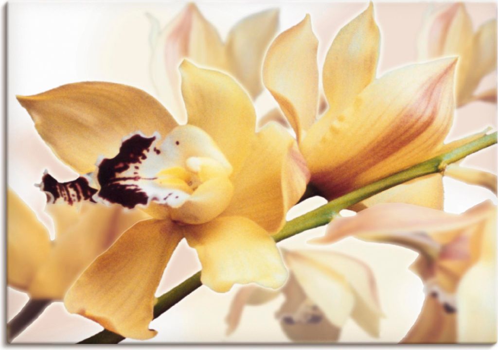 ARTland Leinwandbild Gelbe Orchidee Größe: 100x70 cm
