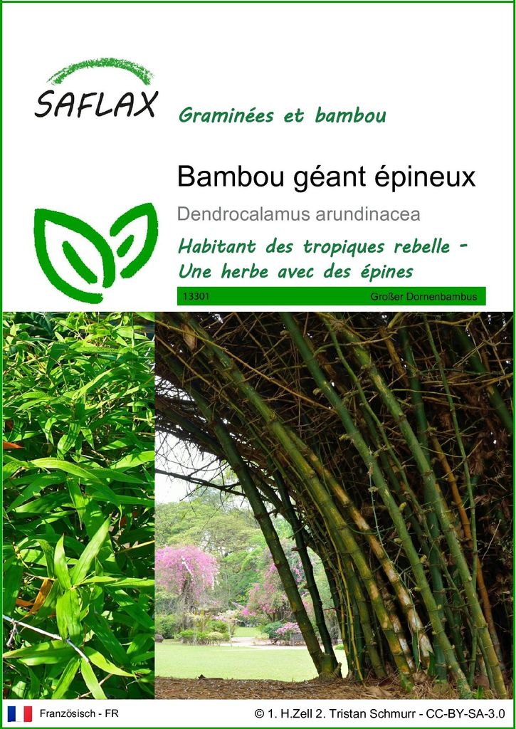 SAFLAX  - Bambou géant épineux - 50 graines - Dendrocalamus Image du produit 