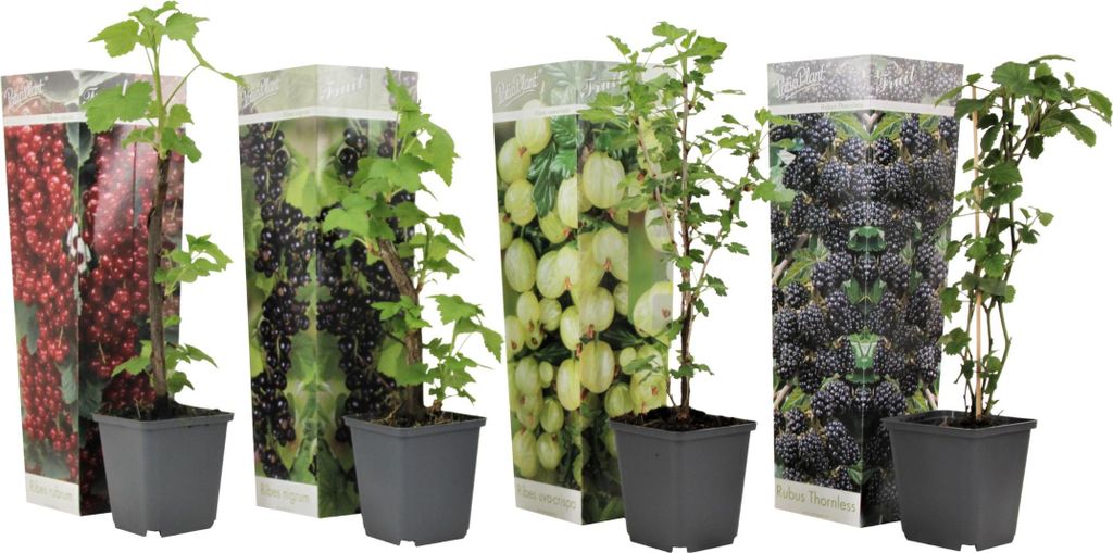 Four potted berry plants are displayed in front of their packaging, which features images of the respective berries.