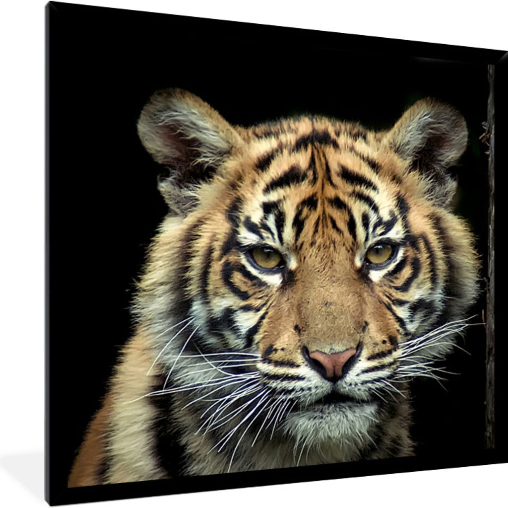 MuchoWow Gerahmtes Poster Porträt Sumatra-Tigerjunges vor einem dunklen Hintergrund 40x40 cm - Poster mit Schwarzem Bilderrahmen Wandposter Rahm...