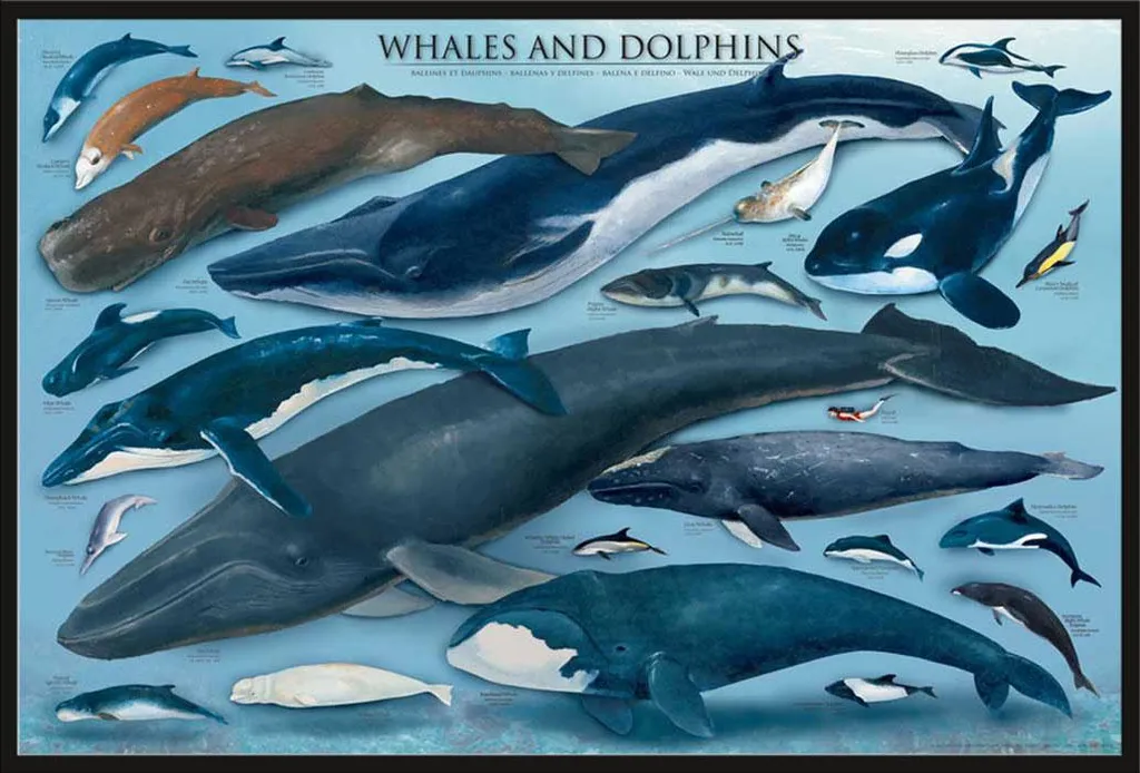 Affiche Éducative Baleines et Dauphins Shinsuke Cadre Noir 61x91,5 cm