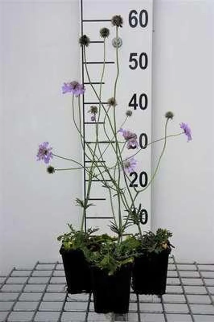Aménager vos Bordures avec 6 Scabiosa Butterfly Blue - Plantes en Pots