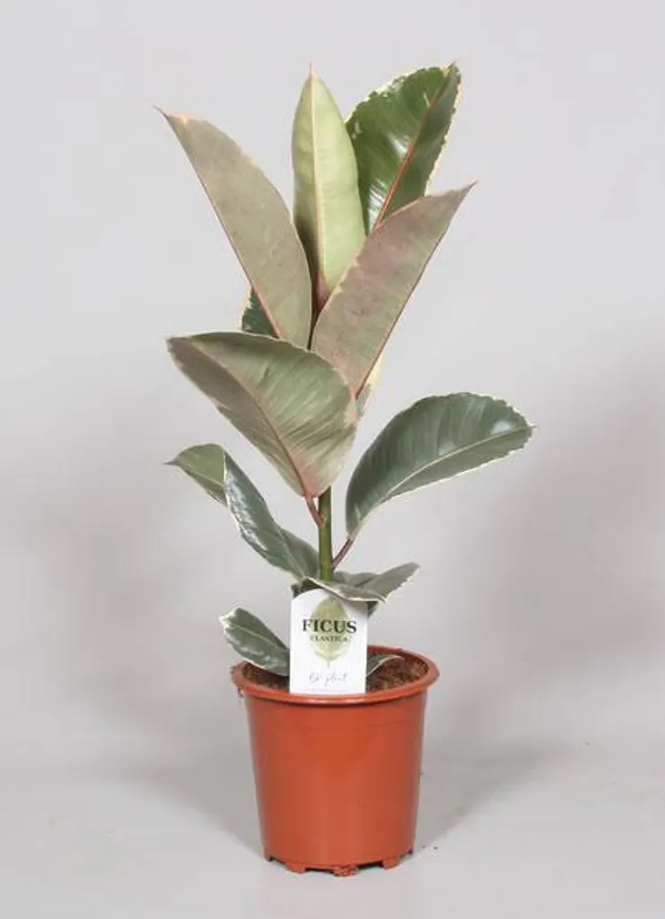 Plante d'intérieur Ficus Tineke 60cm | Caoutchouc d'ornement Ø 17cm