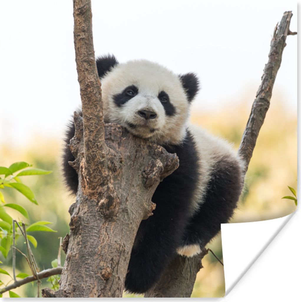MuchoWow® Poster Panda - Baum - Licht 50x50 cm - Produktbild 
