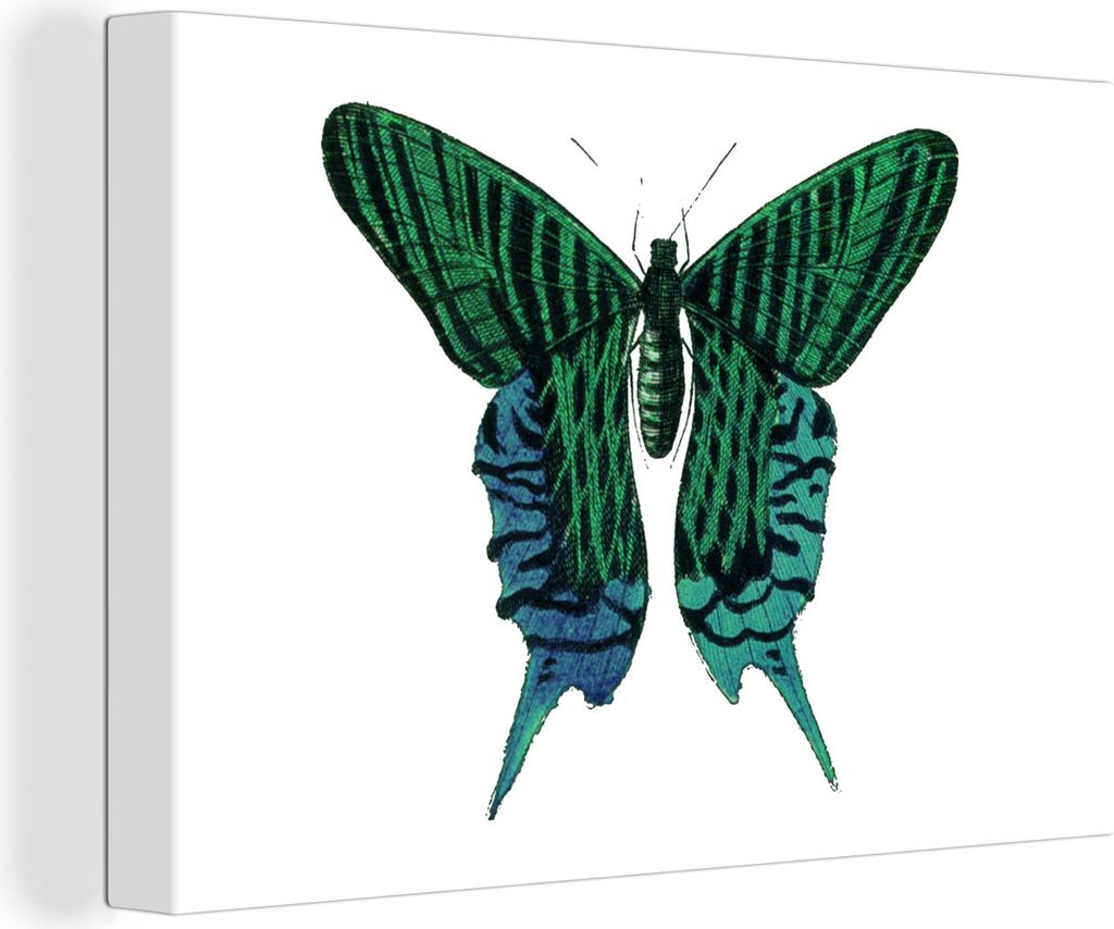 MuchoWow - Leinwandbilder - Schmetterlinge - Blau - Grün - Insekten, Wandbild, Wanddeko Bilder Wohnzimmer, 90x60 cm