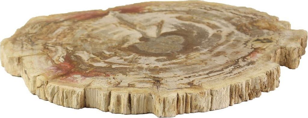 Fossil Platte Tischdekoration Geschirr Untersetzer Naturstein versteinertes Holz poliert Unikat 22 - 28 cm Hell