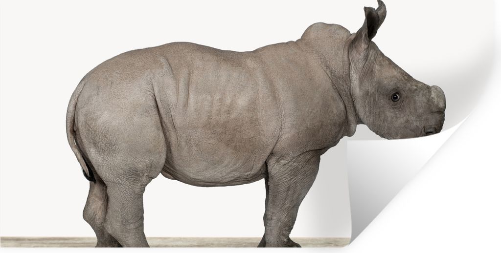 MuchoWow Wandtattoo Wandsticker Wandaufkleber Rhinozeros - Tiere - Jungen - Mädchen 80x40 cm Selbstklebend und Repositionierbar - Aufkleber