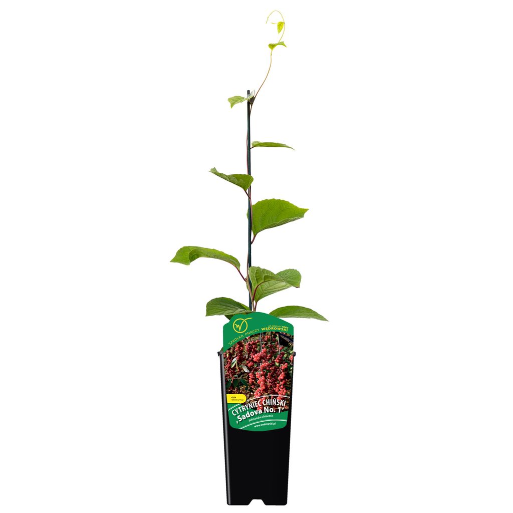 Cinese Magnolia-Vine Sadova No1 2L Immagine del prodotto 