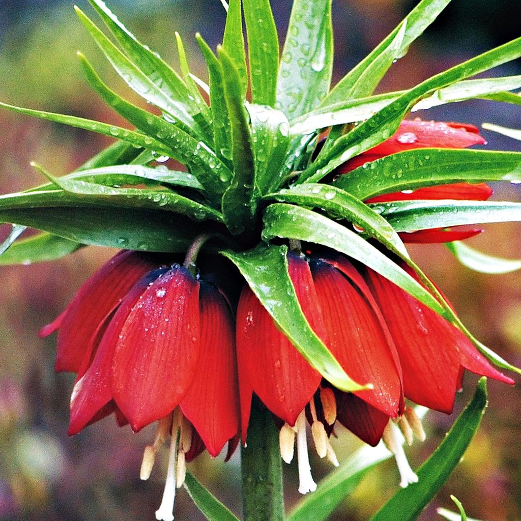 Blumenzwiebeln Zwiebeln Blumen Fritillaria Kaiserkrone Produktbild 