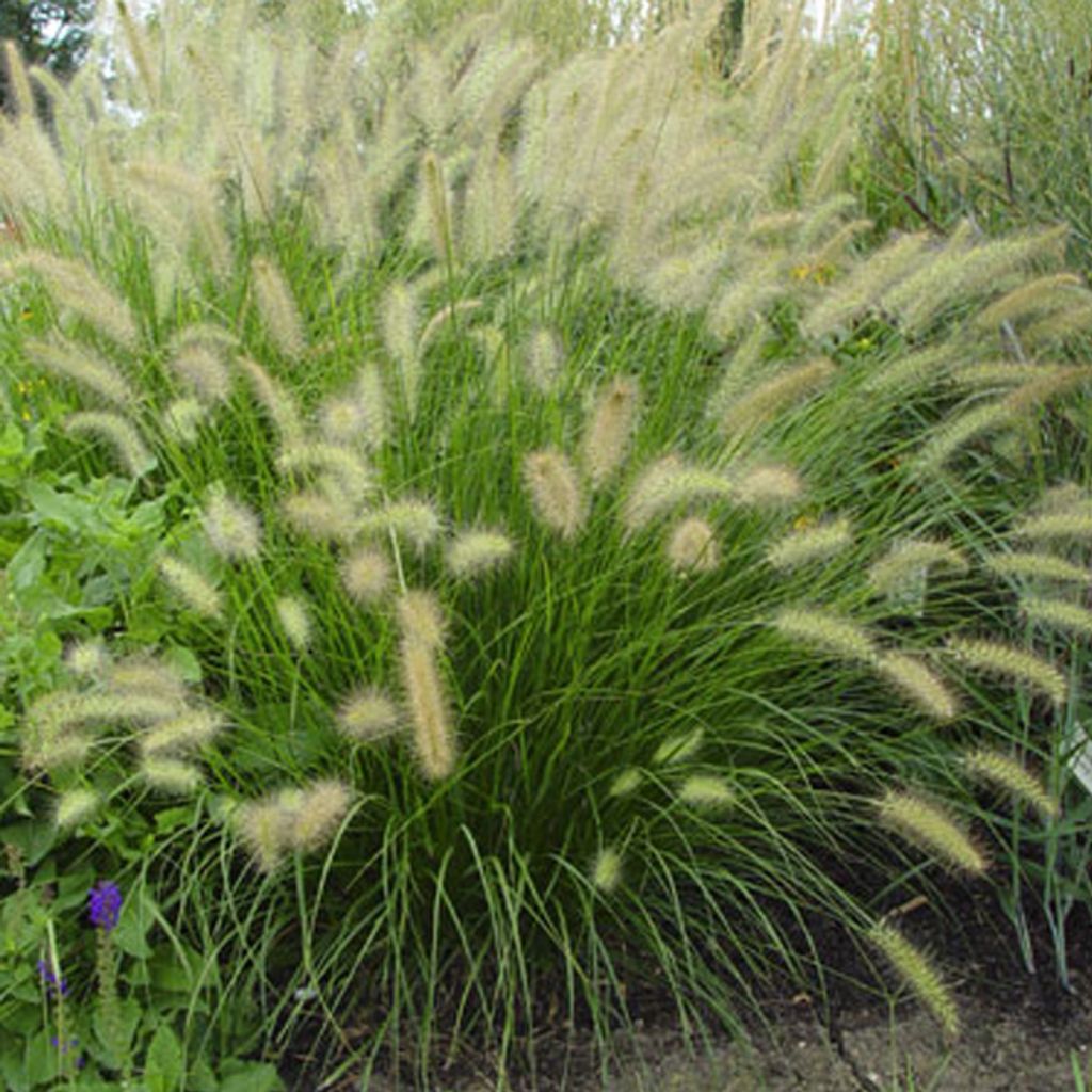 6 x Niedriges Lampenputzergras - Pennisetum alopecuroides  Produktbild 