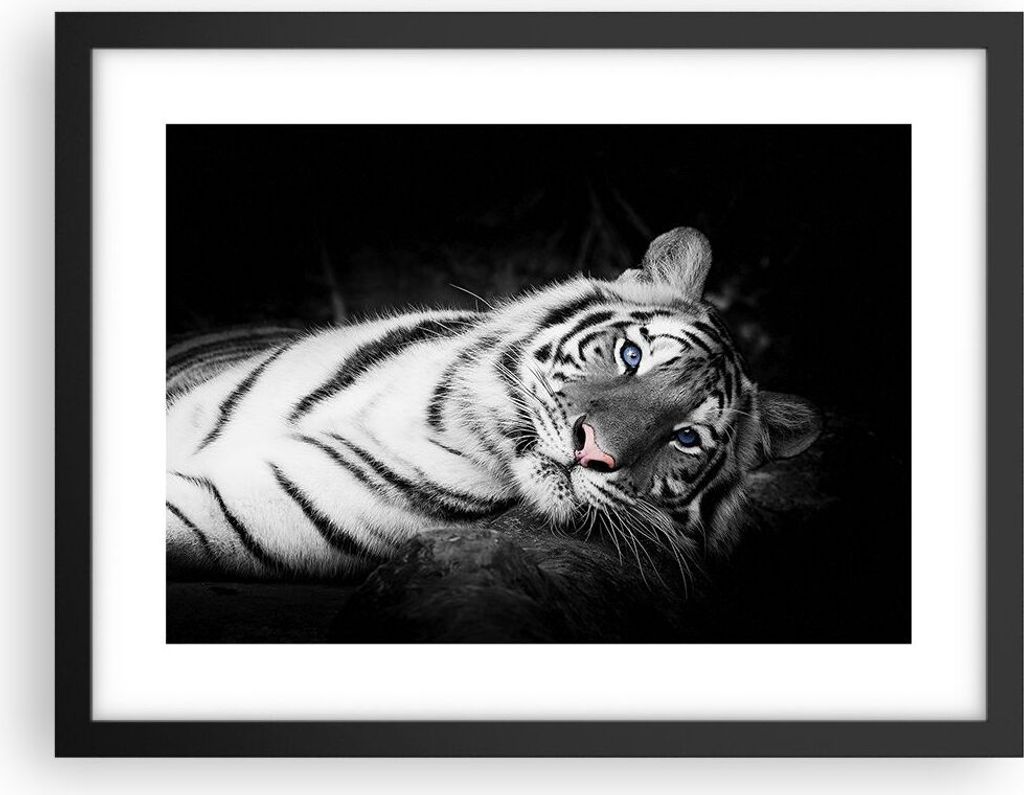 Gerahmtes Poster - Schwarzer Rahmen - Weiß Tiger Schwarz Produktbild 