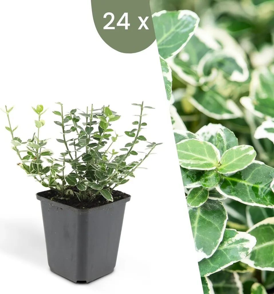 Euonymus Emerald n Gaity - 24 Fusains Multicolores Couvre-sol Rustiques