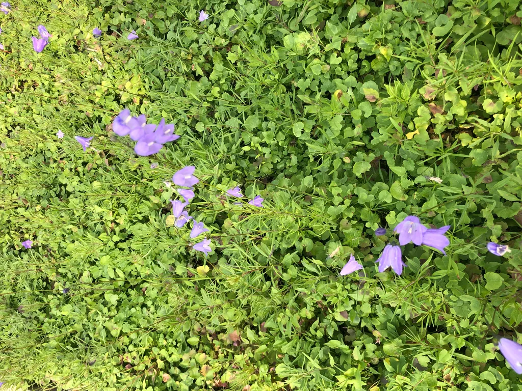Campanula rotundifolia : 6 fleurs de gazon pour sol sec et difficile - 2