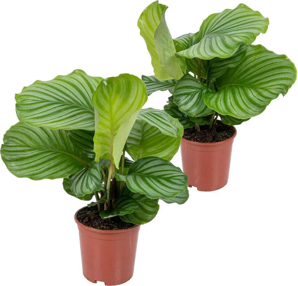 Calathea Orbifolia Lot de 2 pour Déco Salon et Bureau - Plantes Ombre